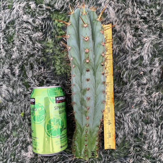Wild Andes JS301 (IcarosDNA)