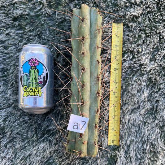 JLHudson - Kakster - a7 10” center cutting - live cactus