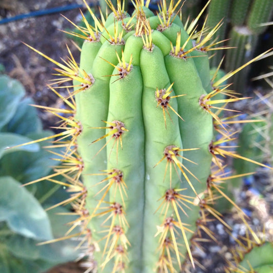 JS08 - a0 13” tip cut - live cactus plant