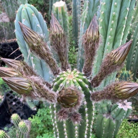 imperialis - e9 14” tip cutting - live cactus plant
