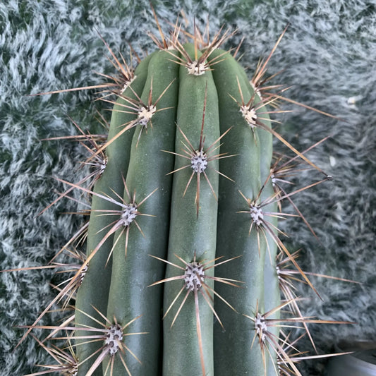 TCP - JS250 - live cactus plant