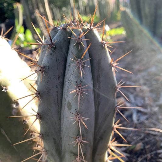 Big Mac JS688 - D1 10” tip cut - live cactus plant