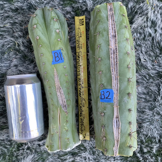 Big Mac JS721 - 10” tip cut - live cactus plant
