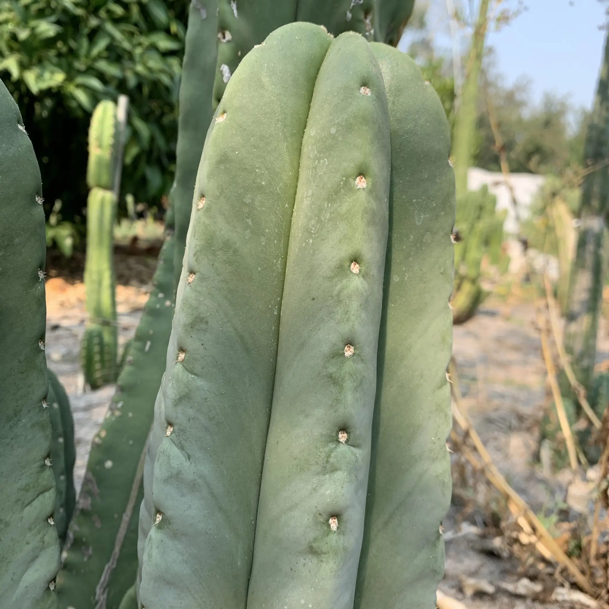 just look at these cactuses - one single 10” tip cut