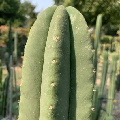 just look at these cactuses - one single 10” tip cut -