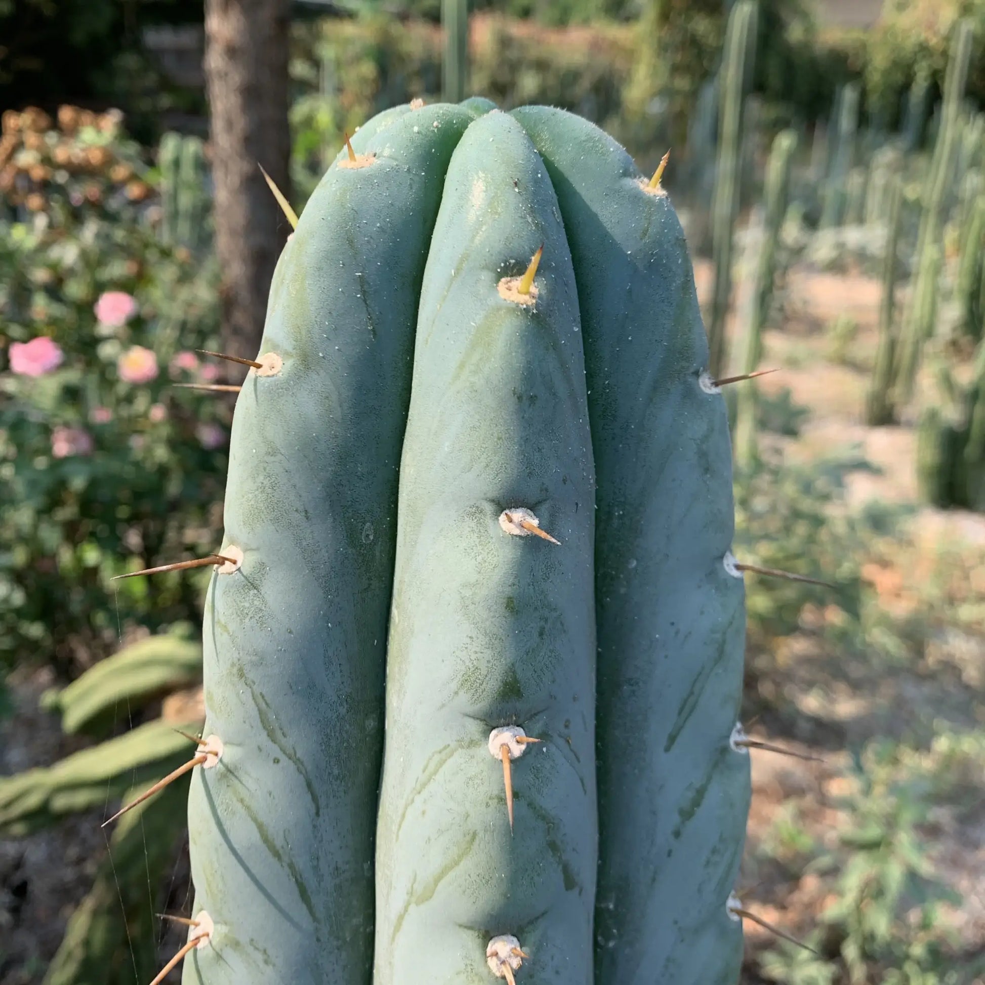 just look at these cactuses - one single 10” tip cut -