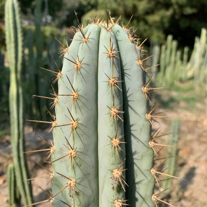 just look at these cactuses - one single 10” tip cut