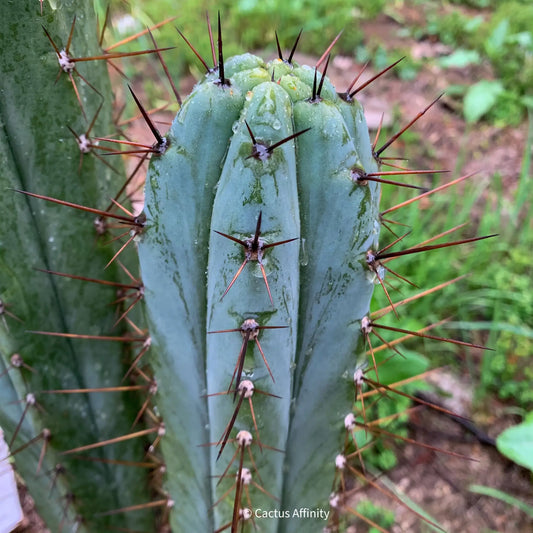 Kakster’s santaensis - c4 16” tip cutting - live cactus