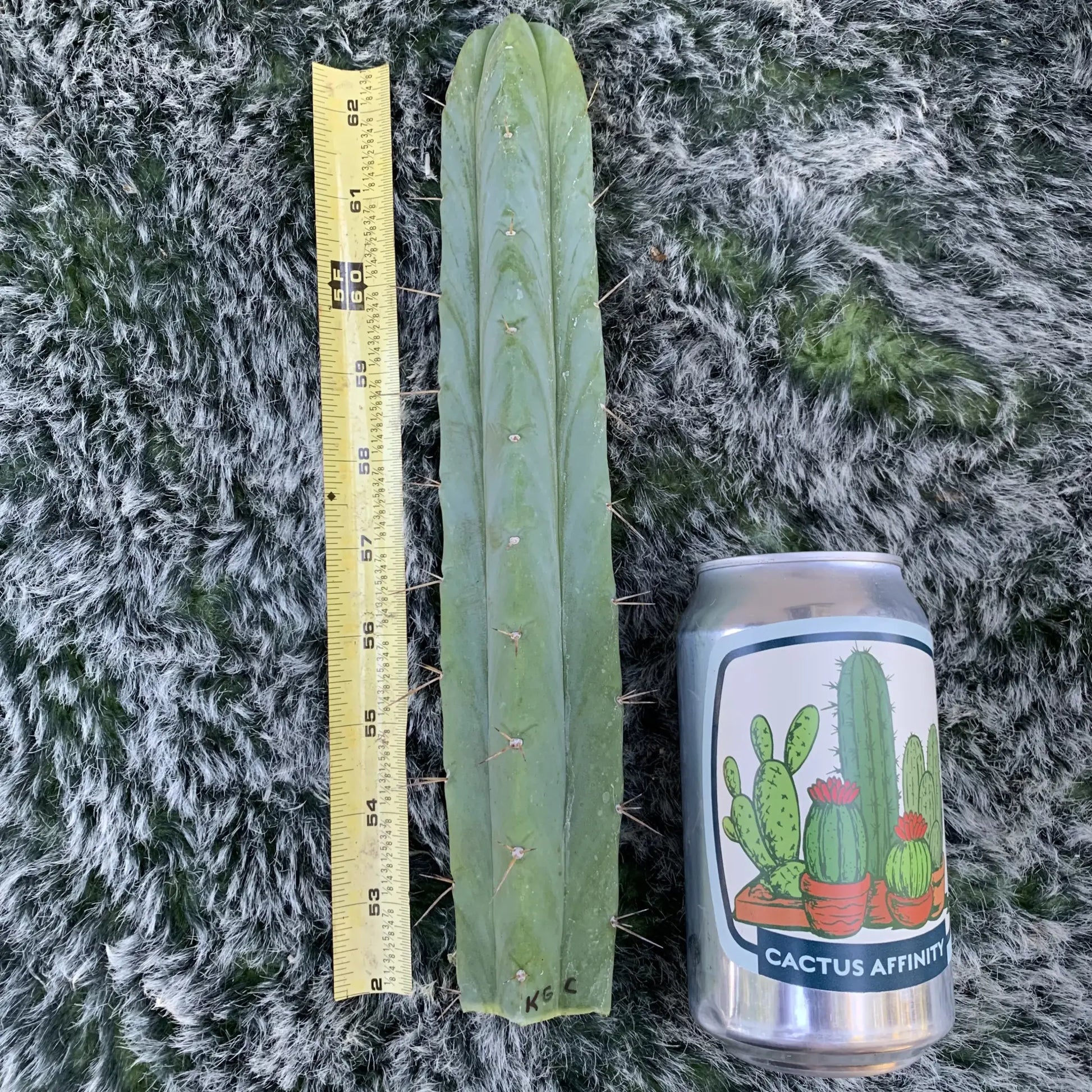 Killer Green Cactus