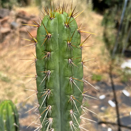 Kimura’s Spiny Giant KSG - K1 10” tip cut - live cactus