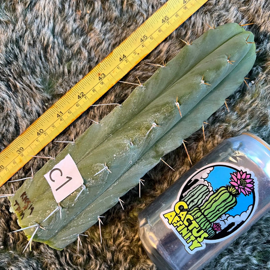 KK919 x TPM - c1 10” tip cut - live cactus plant