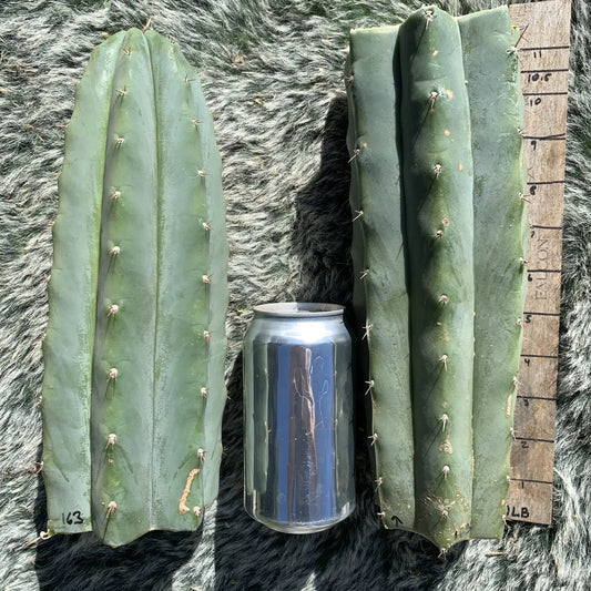 krustyofsky06’s Hybrid #1 JS163 - live cactus plant