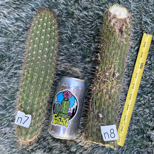 litoralis(?) - n7 10” tip cutting - live cactus plant