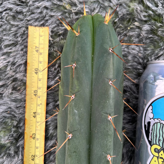 Lucy - live cactus plant