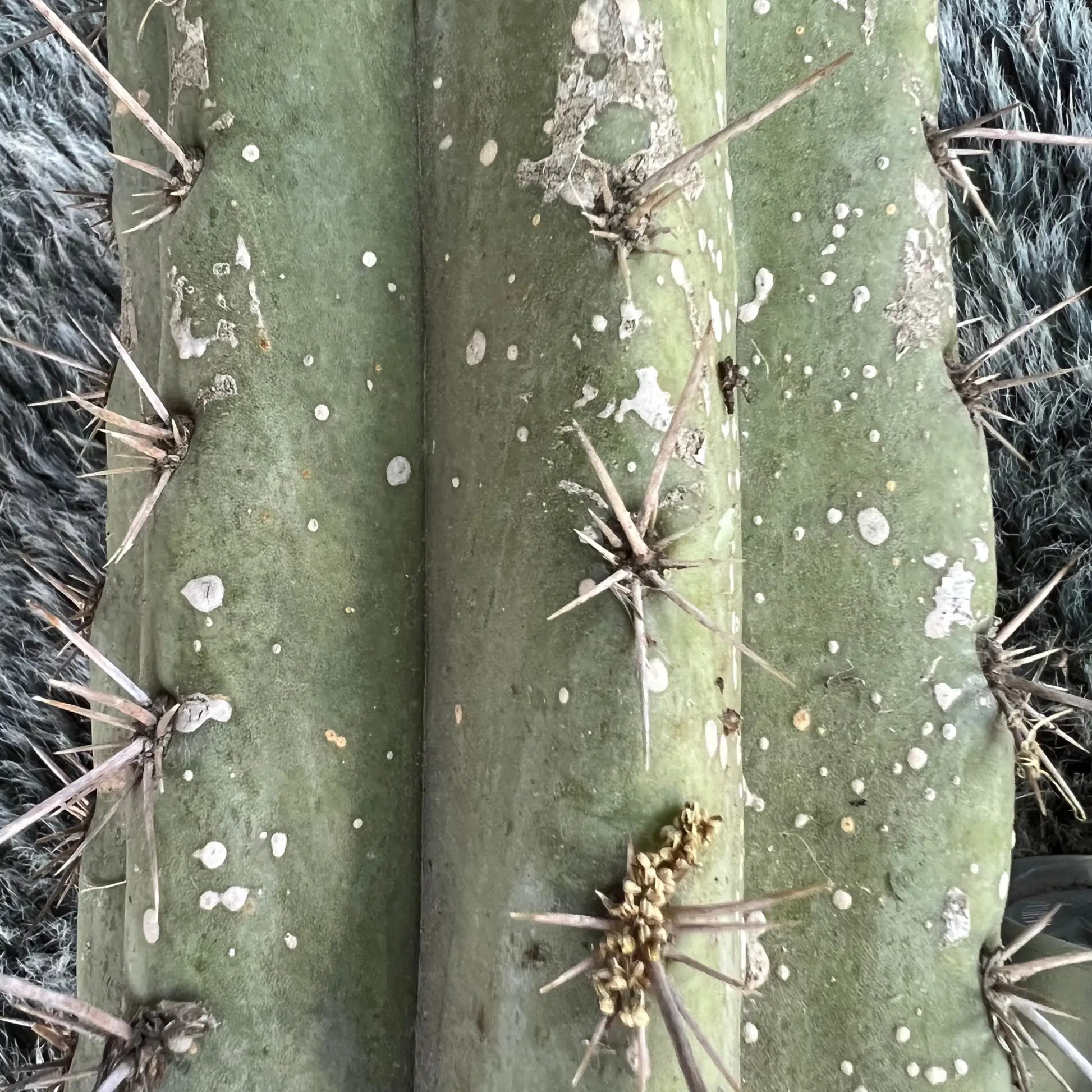 Macro Cactus Plants