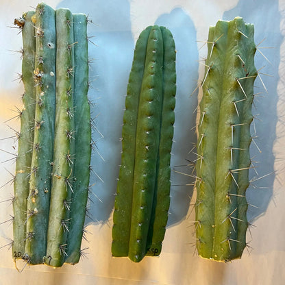 mystery box of cactuses - surprise cactus cuttings pack