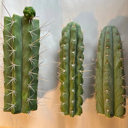 mystery box of cactuses - surprise cactus cuttings pack