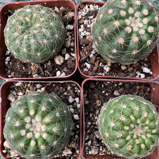 Notocactus uebelmannianus - potted