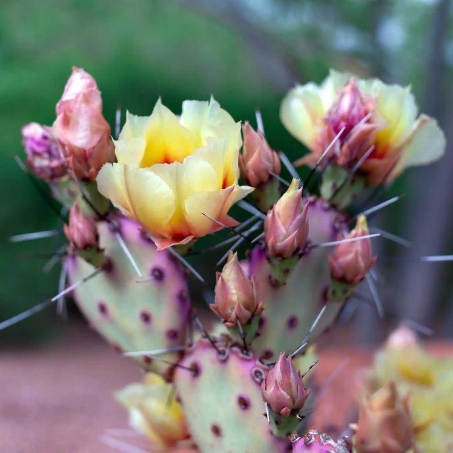 Opuntia Cactus Enamel Pin - Pins