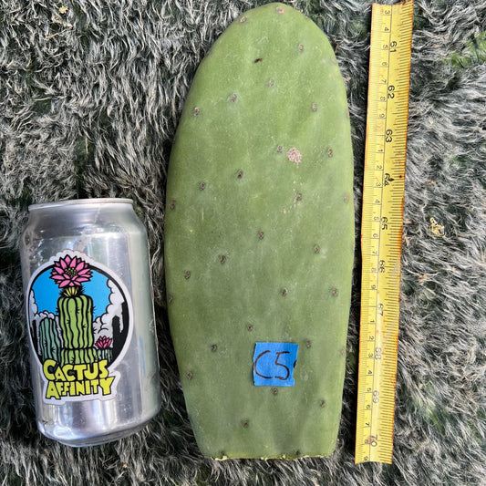 Opuntia - near spineless - C5 10” pad cutting - live