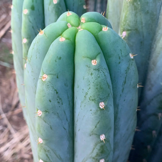 pach JS306 - live cactus plant