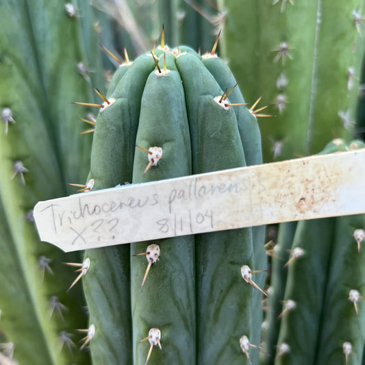 pallarensis x ?? (SS) - live cactus plant