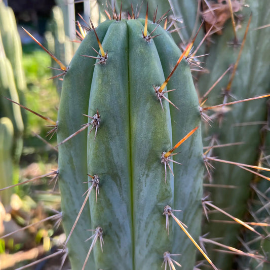 peru JS132 - live cactus plant