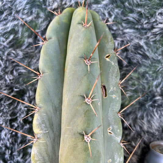 peru JS399 - live cactus plant