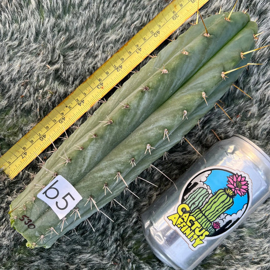 peru JS530 - b5 10” tip cut - live cactus plant