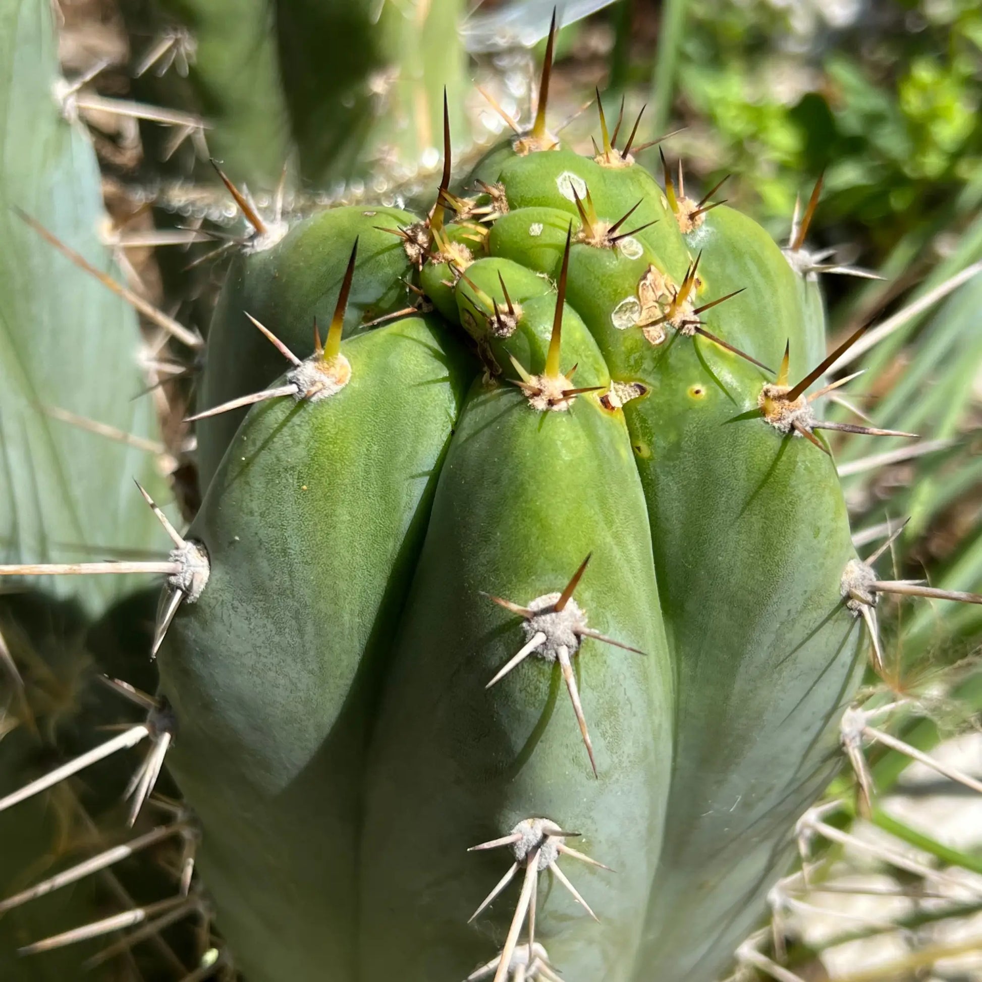 peru cv. Tarmaensis - soon