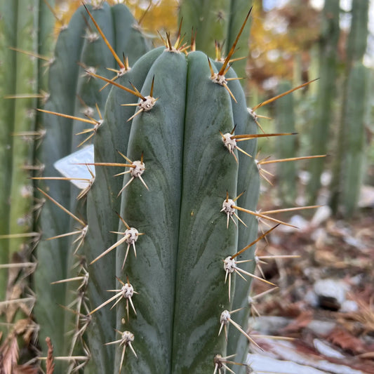 peru cv. Tarmaensis - soon