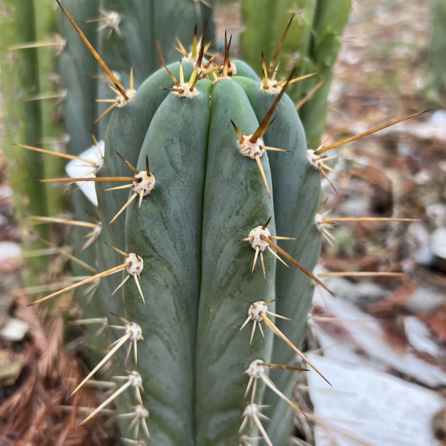 peru cv. Tarmaensis - soon