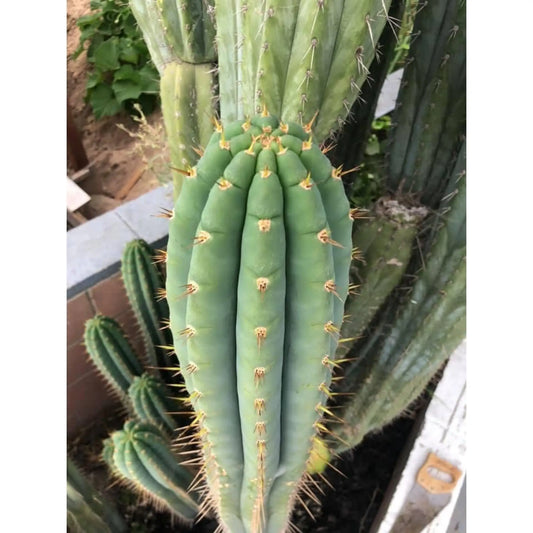 perugesii bridgianus? - n7 14” tip cut - live cactus plant