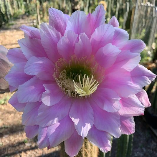 Pink Glory - one 10” tip cut - live cactus plant cutting