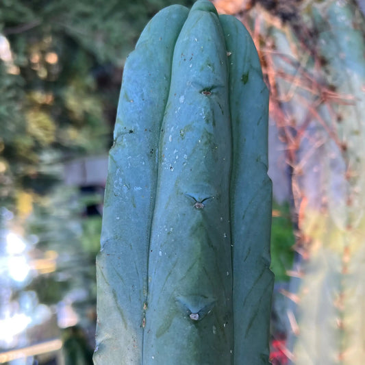Poot’s bridge - live cactus plant