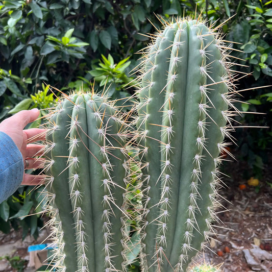 Poot’s validus - h2 10” tip cut - live cactus plant
