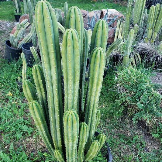 Psycho0 OP - P0op1 - Pup Factory - live cactus plant