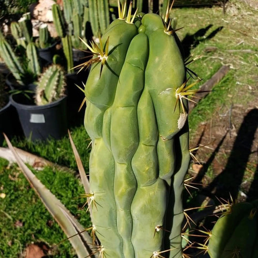 Psycho0 OP - P0op2 - live cactus plant