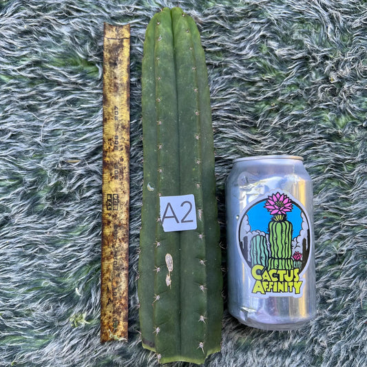 TPM revert - A2 10” tip cut - live cactus plant