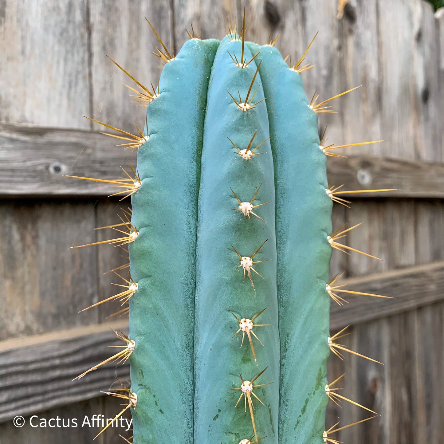 Rimac - Monstrous Cactus cut to order