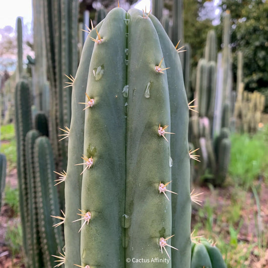 riomizquensis from NMCR - live cactus plant
