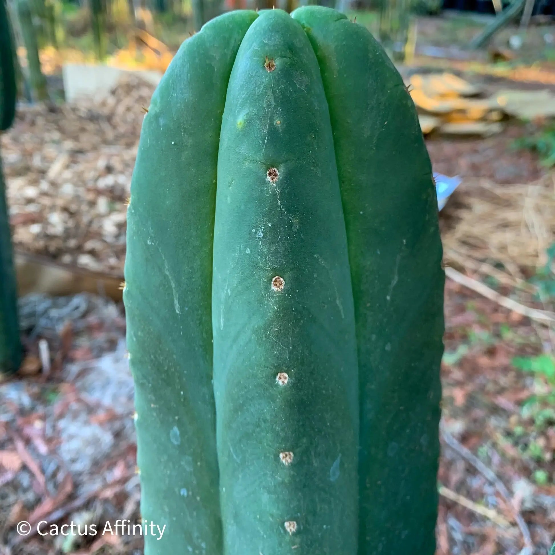 scop FR991 JS151 - live cactus plant
