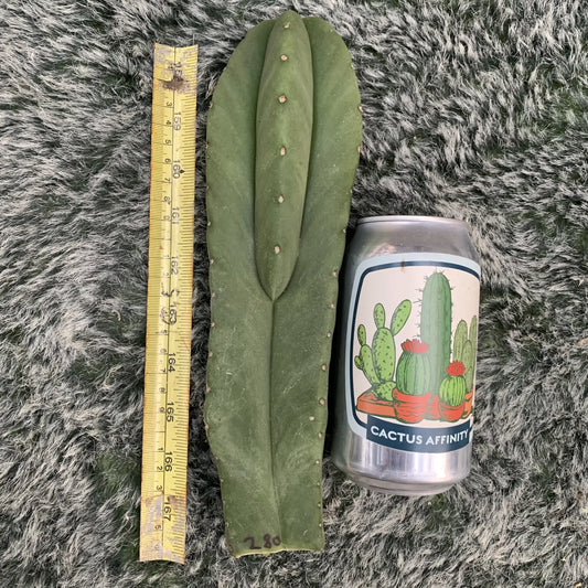 scopulicolus - live cactus plant