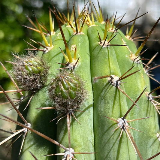 Serra Blue - 10” tip cut - live cactus plant