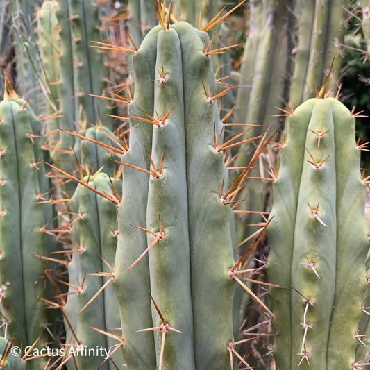 SFBG bridge - live cactus plant
