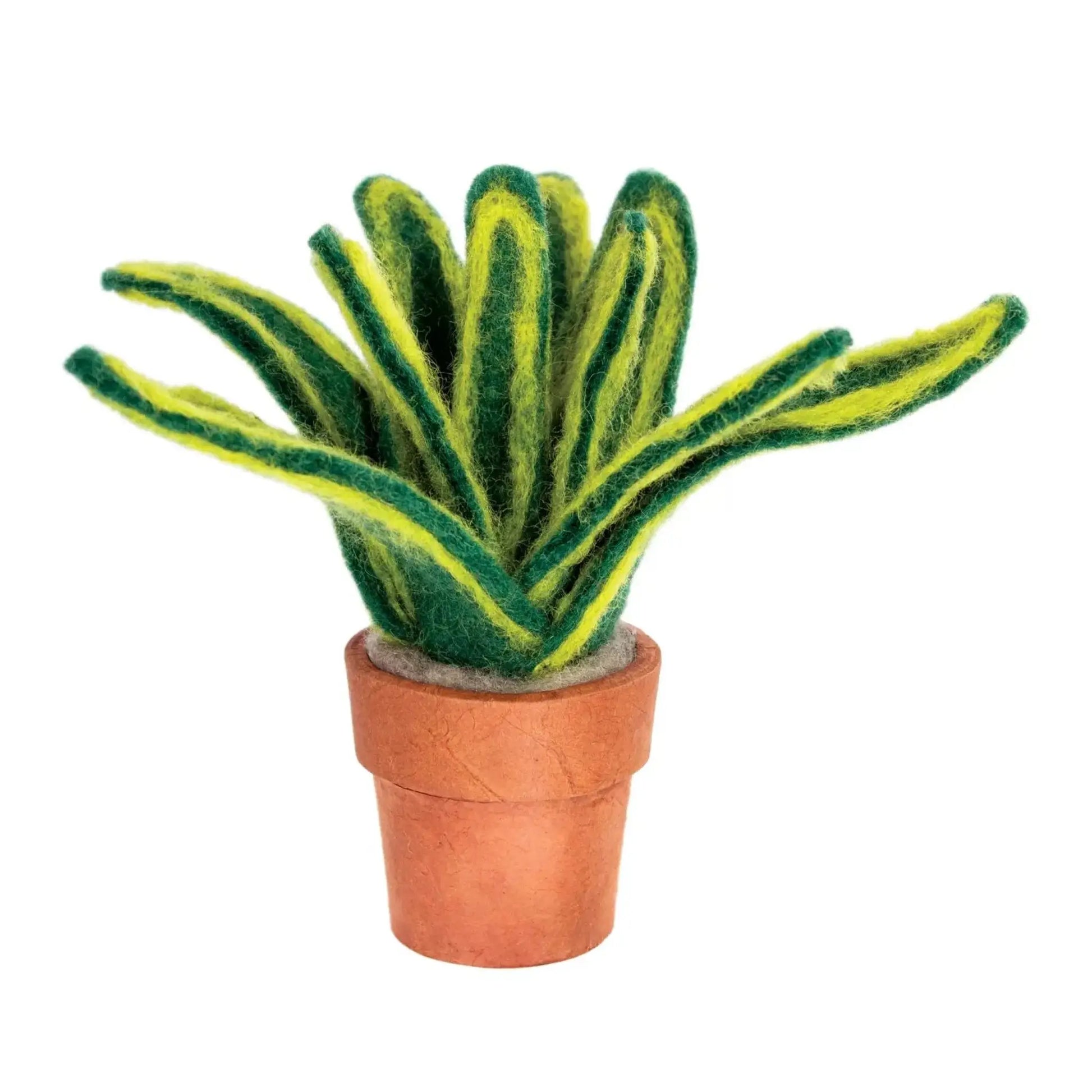 micro snake plant Cactus Affinity