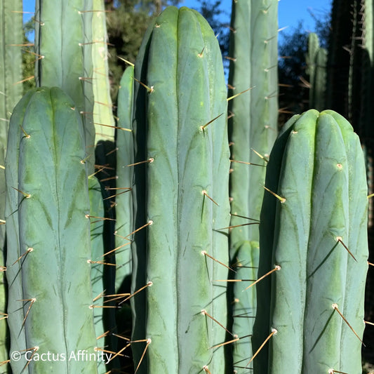 Unknown C - live cactus plant