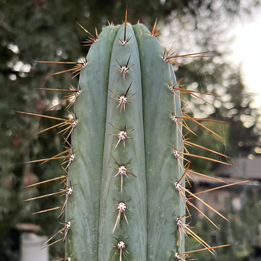 SS01 - 10” tip cutting - live cactus plant