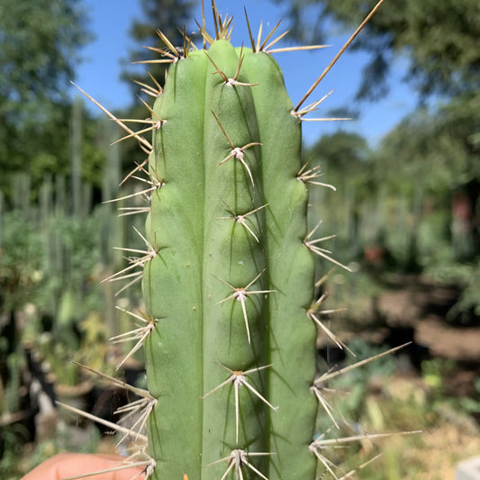 SS02 x KSG - r2 14” tip cut - live cactus plant