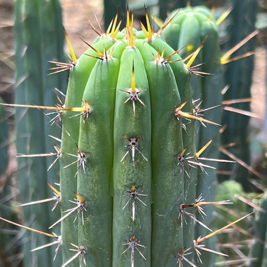 (SS02 x SS01) peru2 JS573 - h5 12” tip cut - live cactus